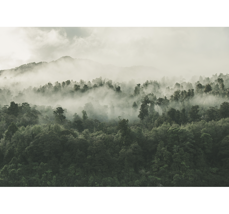 Forest wallpaper forest shrouded in mist - TenStickers