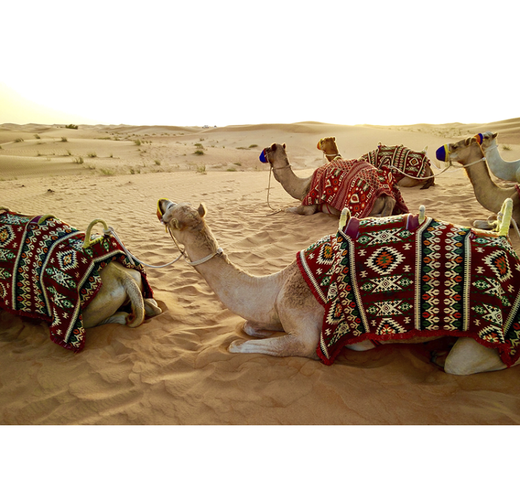Desert wall mural camels in the desert scene - TenStickers