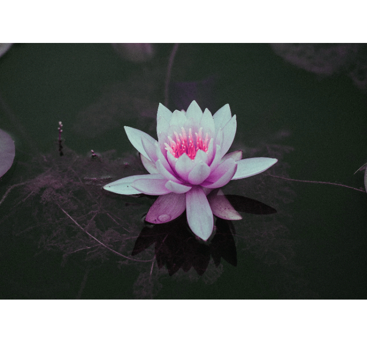 Lotus Blossom Elegance flower wall mural - TenStickers