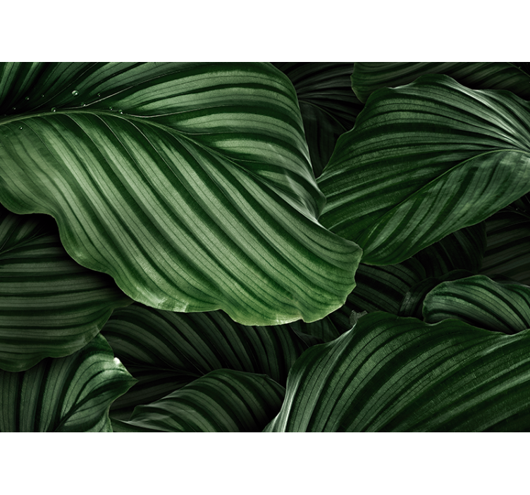 Wall mural nature lush greenery leaves - TenStickers