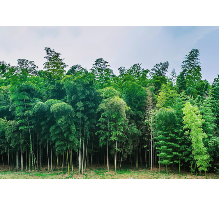 Wall mural nature bamboo forest landscape - TenStickers