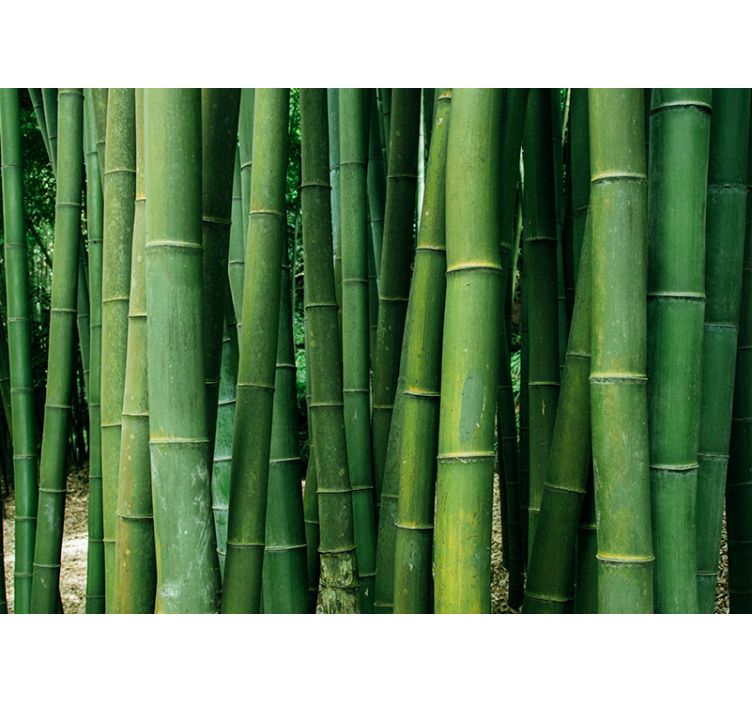 Lush forest bamboo wall mural - TenStickers