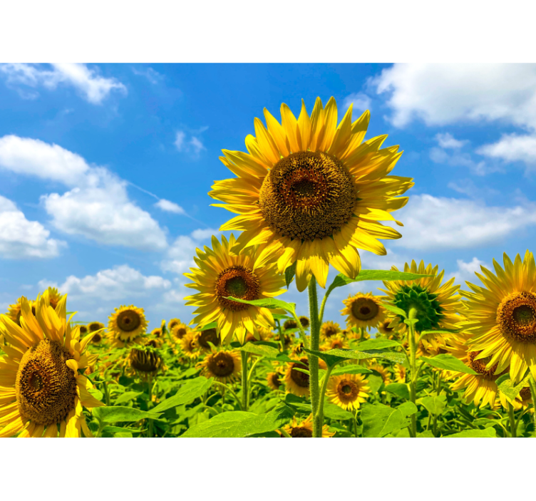 Flower wall mural sunflower field scene - TenStickers