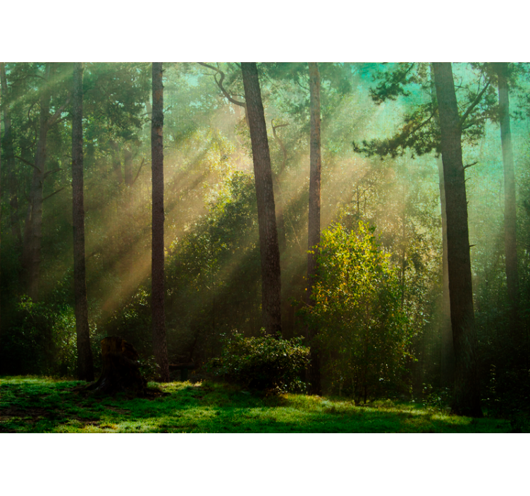 Forest wall mural enchanting forest scene - TenStickers