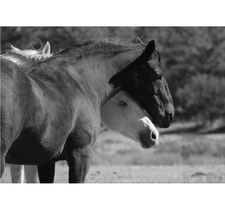 Animals wall mural horse friendship - TenStickers