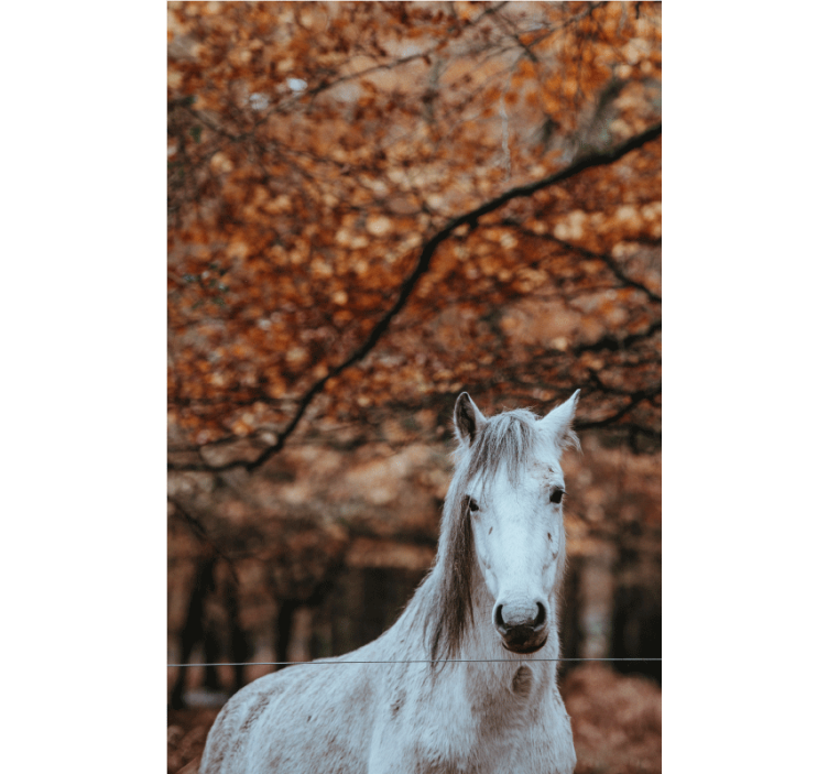 Majestic White Horse animals wall mural - TenStickers
