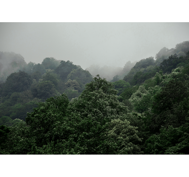 Misty landscape forest wall mural - TenStickers