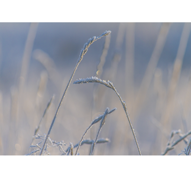 Wall mural nature frosty grass tips - TenStickers