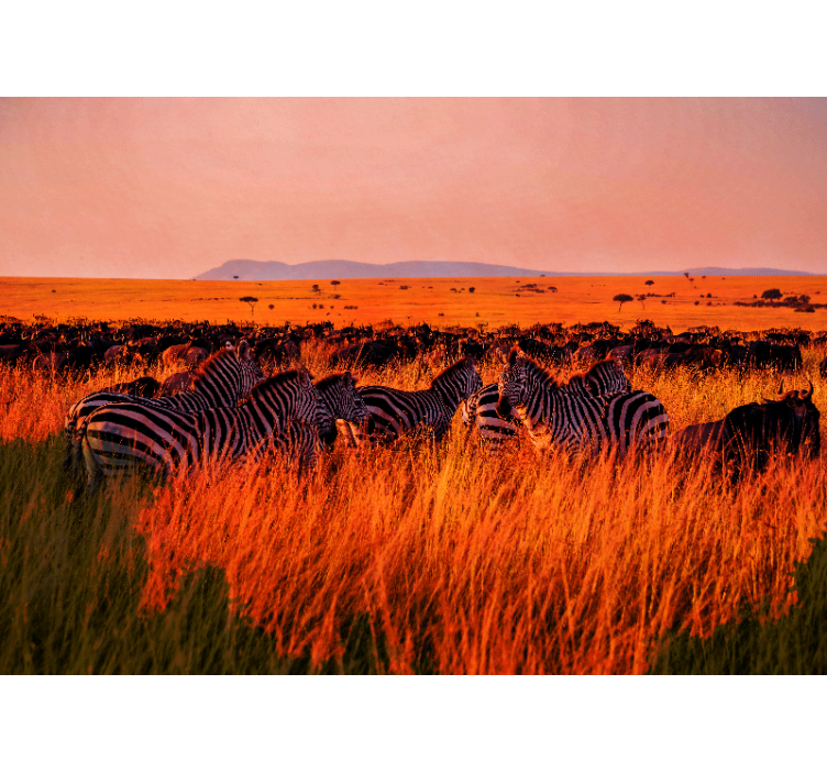 Nature wallpaper zebras in the serengeti - TenStickers