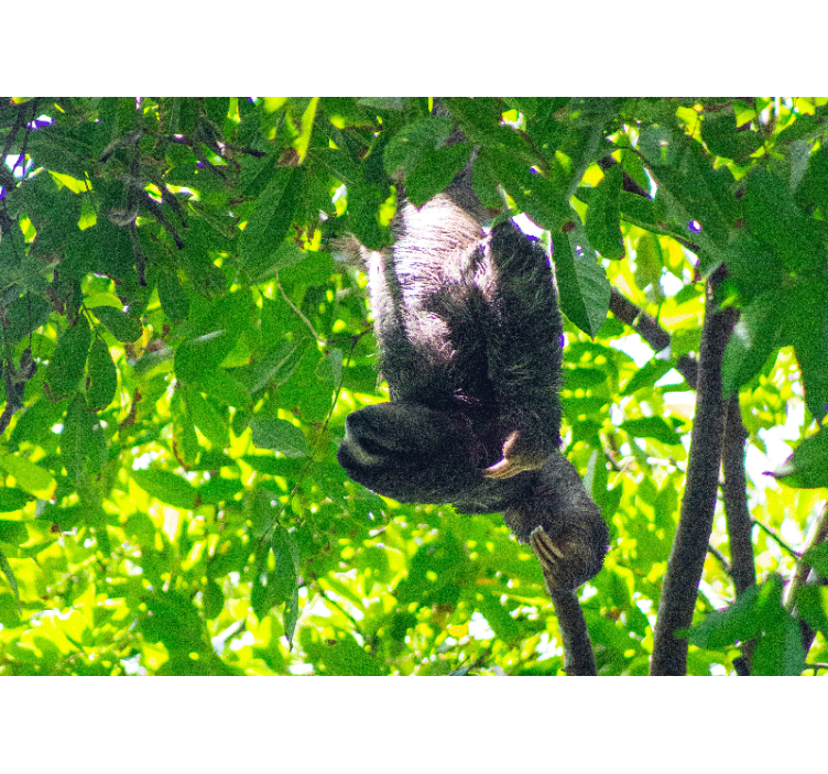 Animals wall mural sloth in greenery - TenStickers