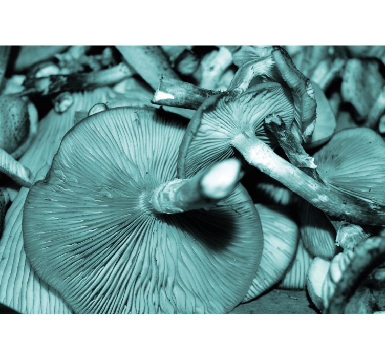 Wall mural nature mushroom cluster - TenStickers