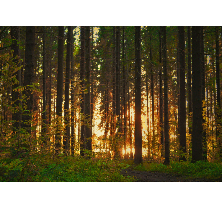 Forest wallpaper sunset tree silhouettes - TenStickers