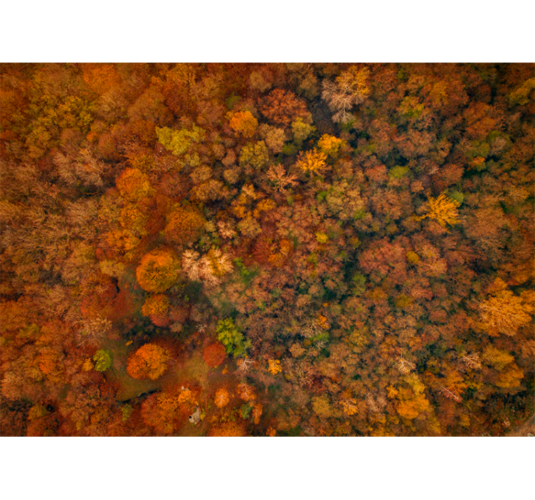 Wall mural nature autumn canopy scene - TenStickers