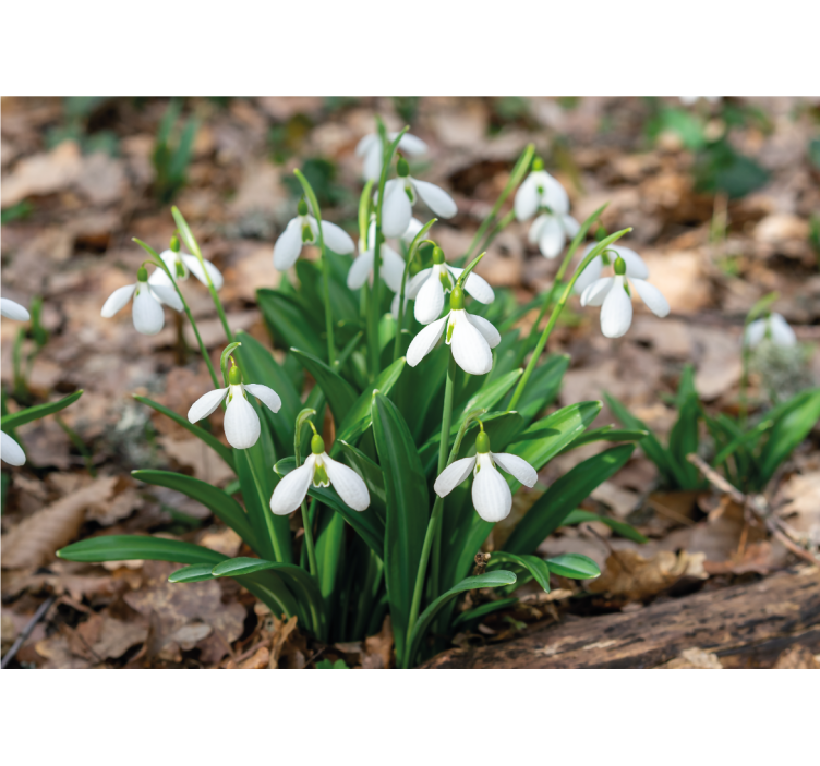 Flower wall mural snowdrop flower arrangement - TenStickers