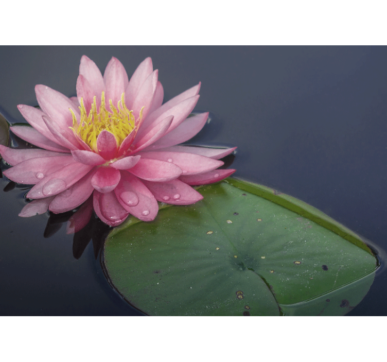 Serene pink loto flower wall mural - TenStickers