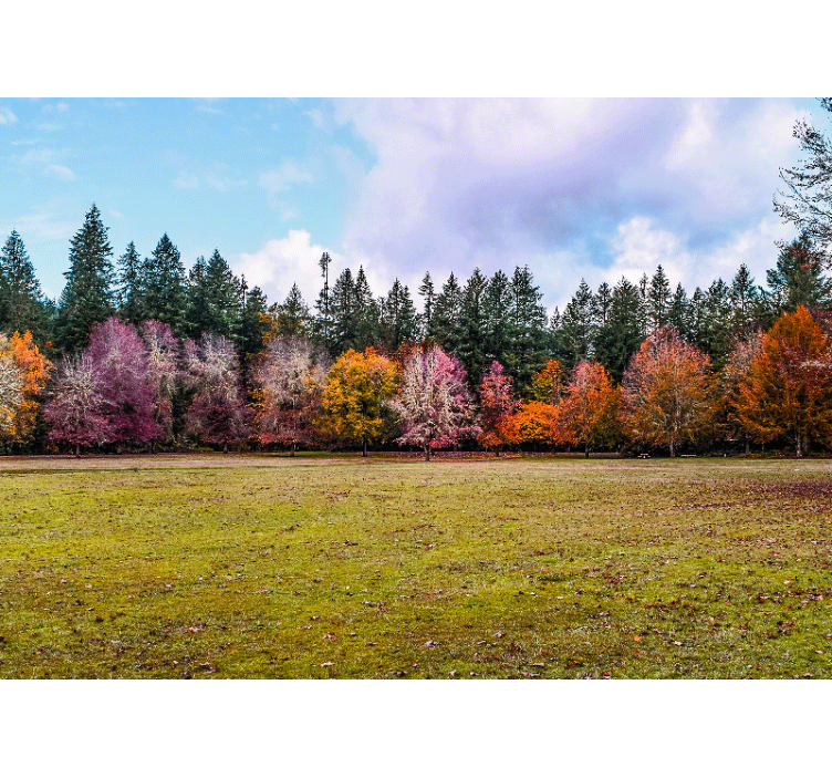 Nature wallpaper colorful autumn forest - TenStickers