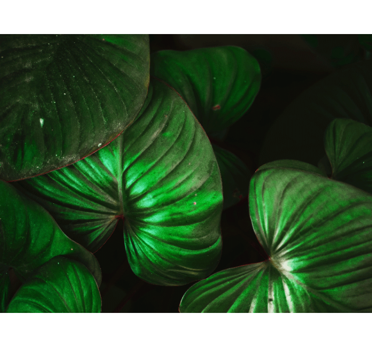 Wall mural nature lively green leaves - TenStickers