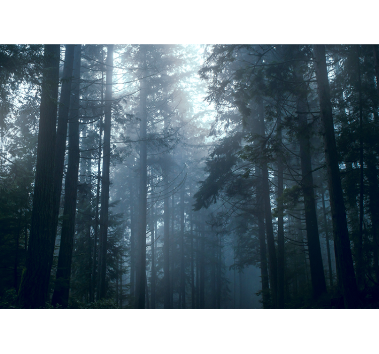 Forest wallpaper misty evergreen forests - TenStickers