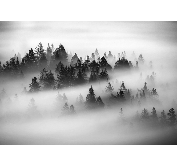 Forest wallpaper misty evergreen woods - TenStickers