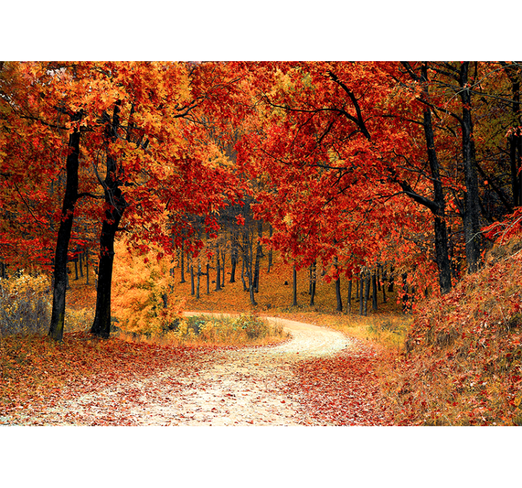 Nature wallpaper autumn woodland pathway - TenStickers