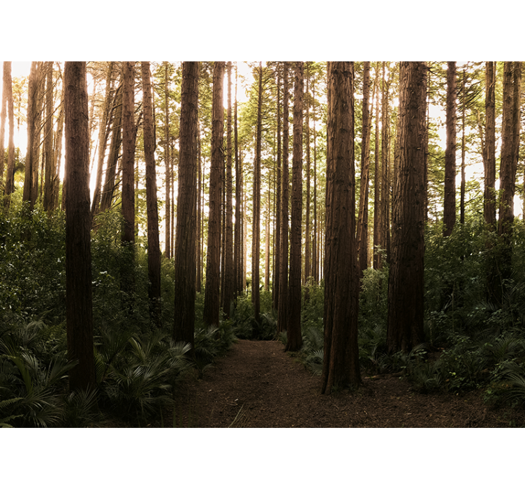 Nature wallpaper tall forest trees - TenStickers