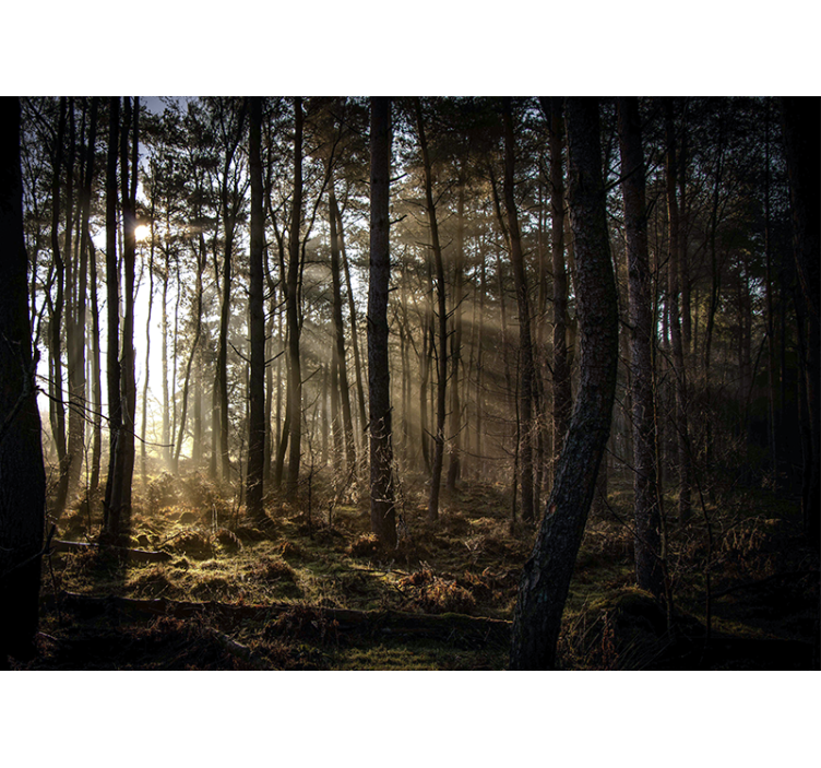 Forest wallpaper sunlit forest glade - TenStickers