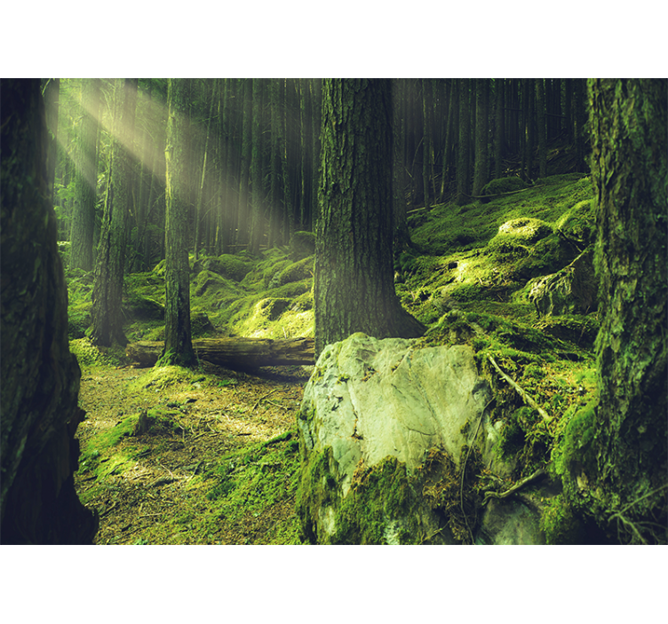 Nature wallpaper sunlight filtering through trees - TenStickers