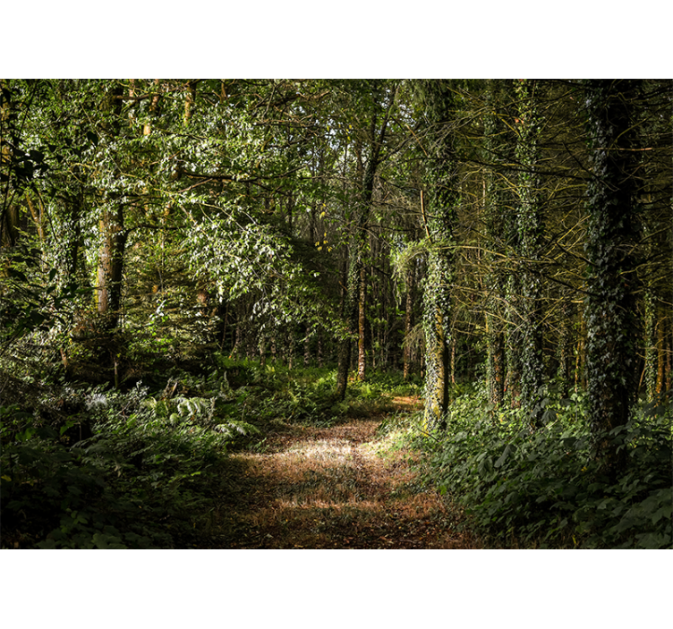 Wall mural nature leafy path in the forest - TenStickers