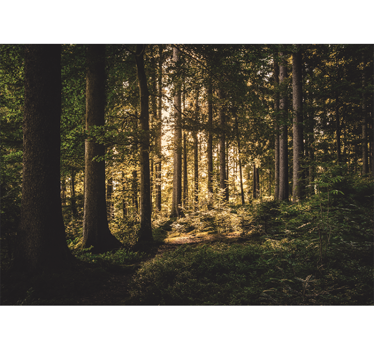 Forest wallpaper bright forest path - TenStickers