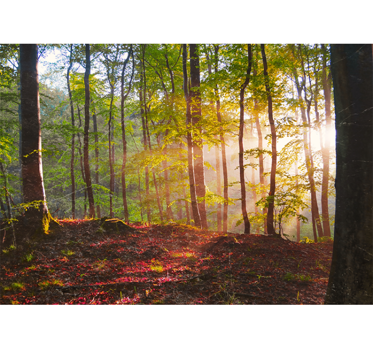 Forest wall mural sunlit woodland view - TenStickers