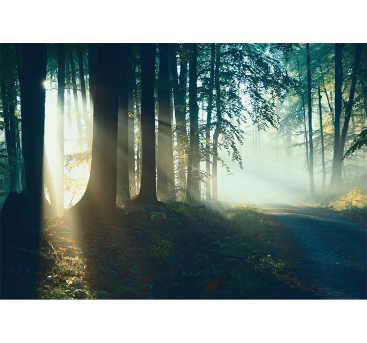 Forest wallpaper sunlit woodland path - TenStickers