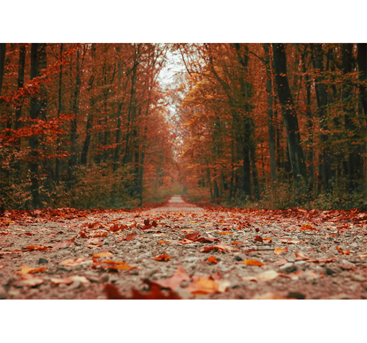Forest wallpaper autumn pathway trail - TenStickers