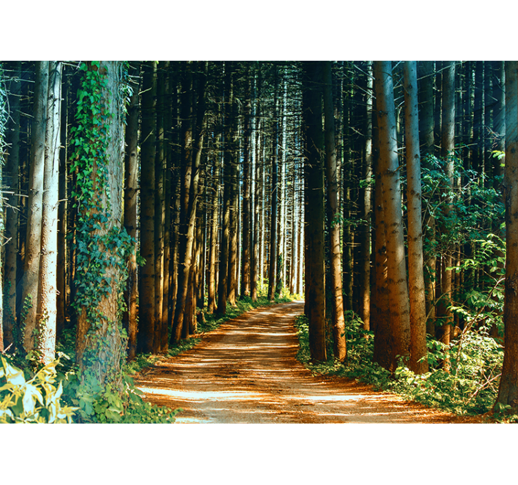 Forest wallpaper secluded forest path - TenStickers