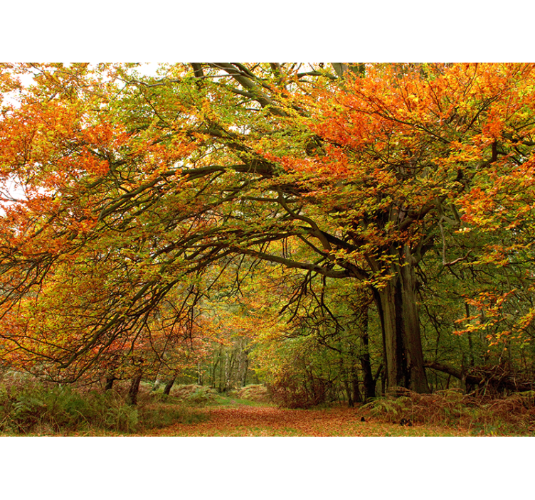 Forest wallpaper autumn woodland scene - TenStickers