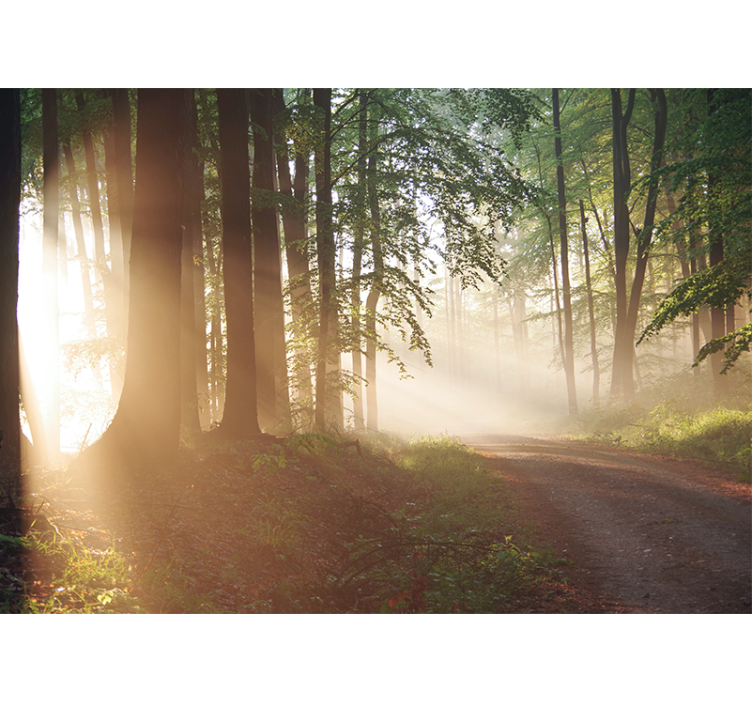 Nature wallpaper serene forest rays - TenStickers