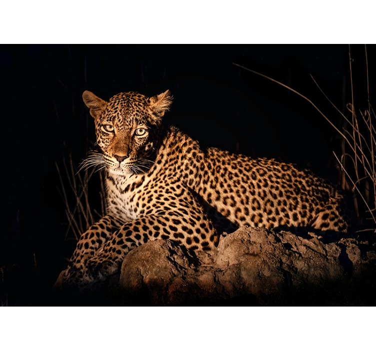Leopard in Spotlight animals wall mural - TenStickers