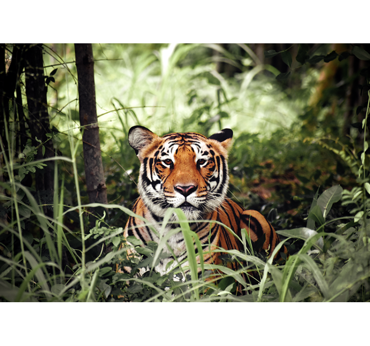 Animals wall mural regal tiger experience - TenStickers