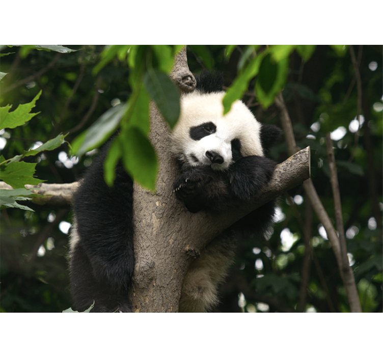 Animals wall mural panda resting on tree - TenStickers