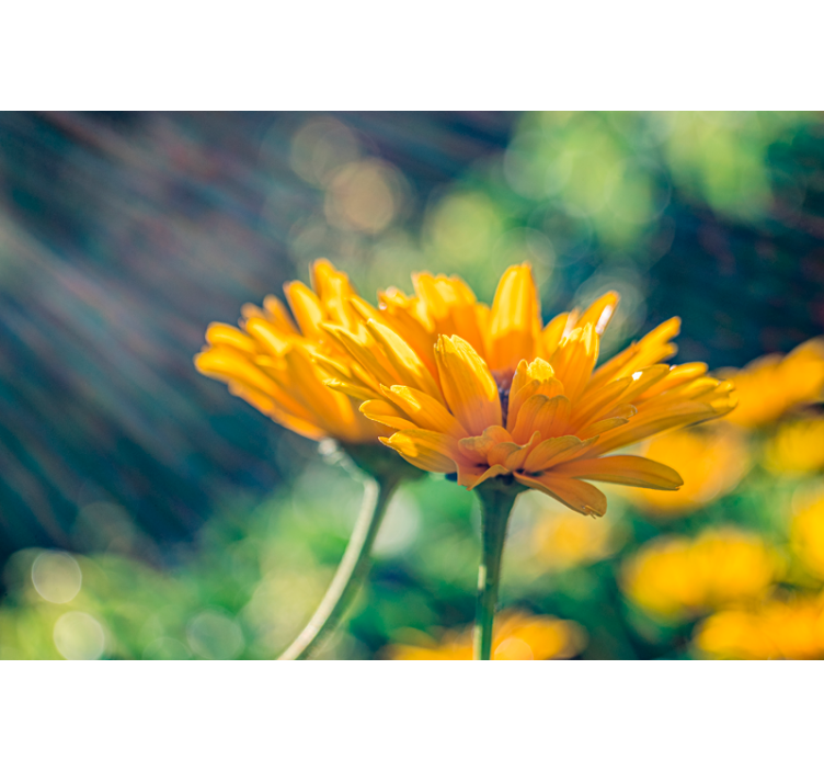 Two yellow marigold flowers mural wallpaper - TenStickers