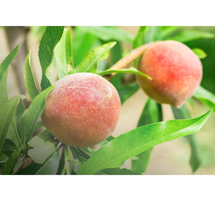 Growing Peaches wall mural - TenStickers