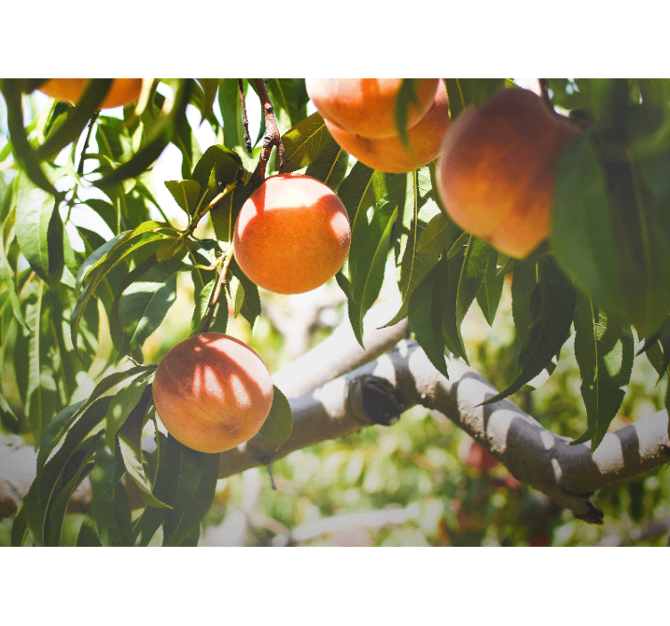 Peach tree photo wall mural - TenStickers