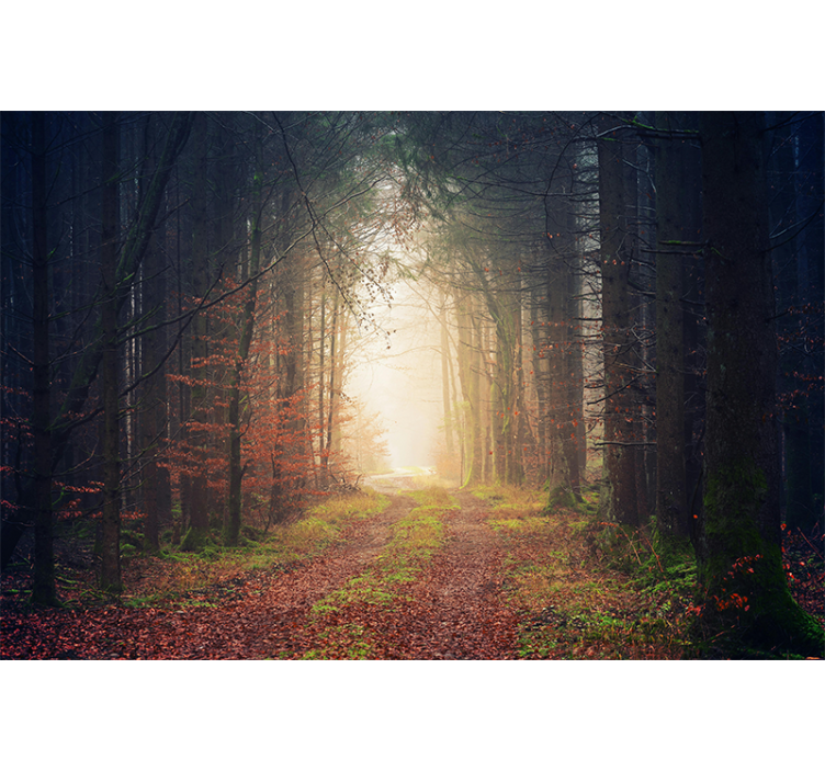 Autumn forest path wall mural - TenStickers