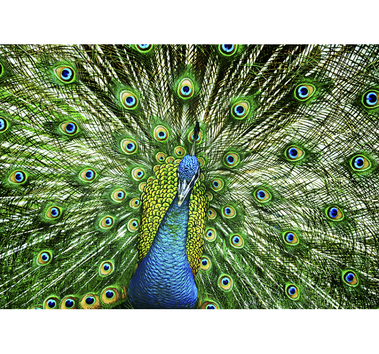 Peacock Feather Display animals wall mural - TenStickers