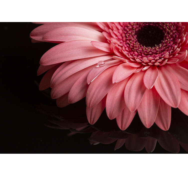 Gerbera Petal Closeup flower wall mural - TenStickers