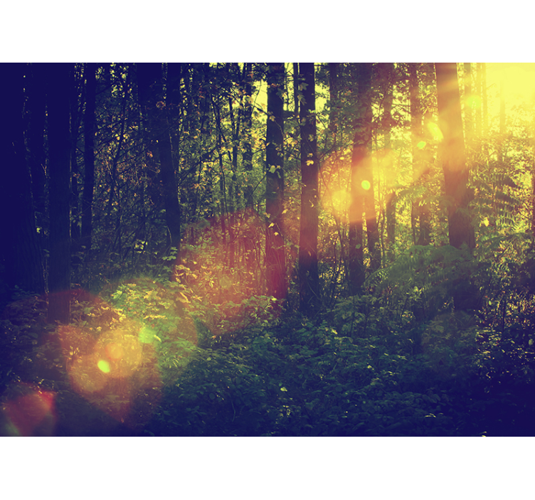 Wall mural nature sunlit forest depths - TenStickers