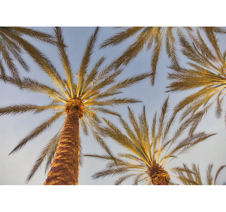 Wall mural trees palm tree silhouette - TenStickers