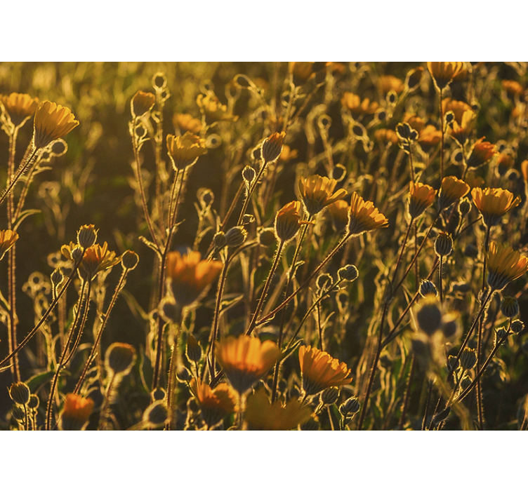 Golden Blooming Flora flower wall mural - TenStickers