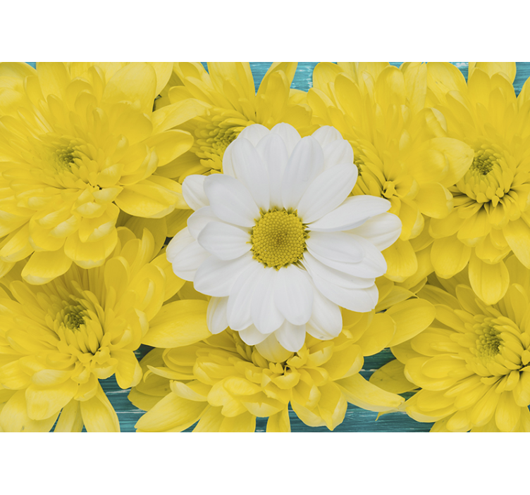 Flower wall mural daisy blossom focus - TenStickers