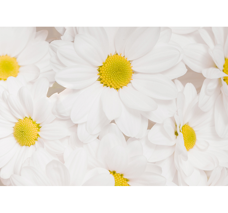 Flower wall mural daisy floral background - TenStickers