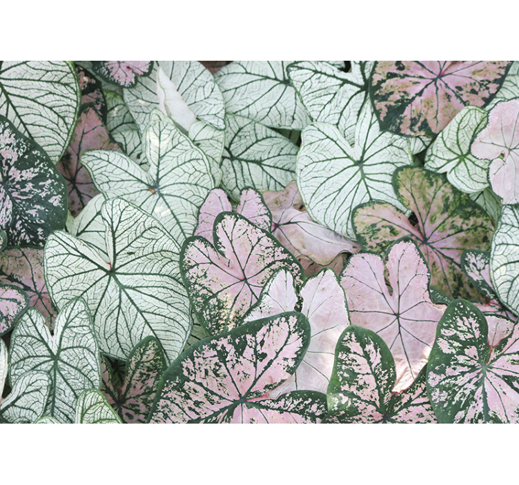 Nature wallpaper leafy green patterns - TenStickers